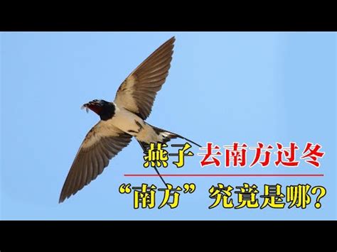 燕子飛|帶著福氣的鳥兒：燕子